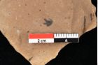 Foto (Detailansicht) von Asterocalyx styriacus Ettingshausen (NHMW-GEO-2024-0188-0417)